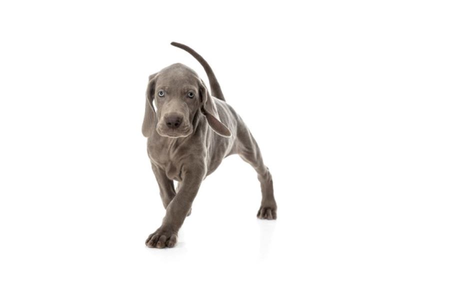 weimaraner puppy