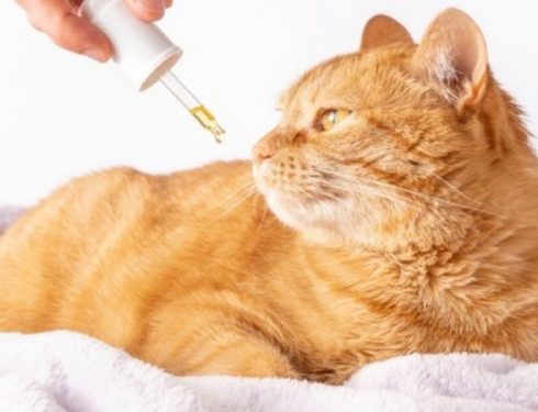 cbd oil medicinal hemp for pets