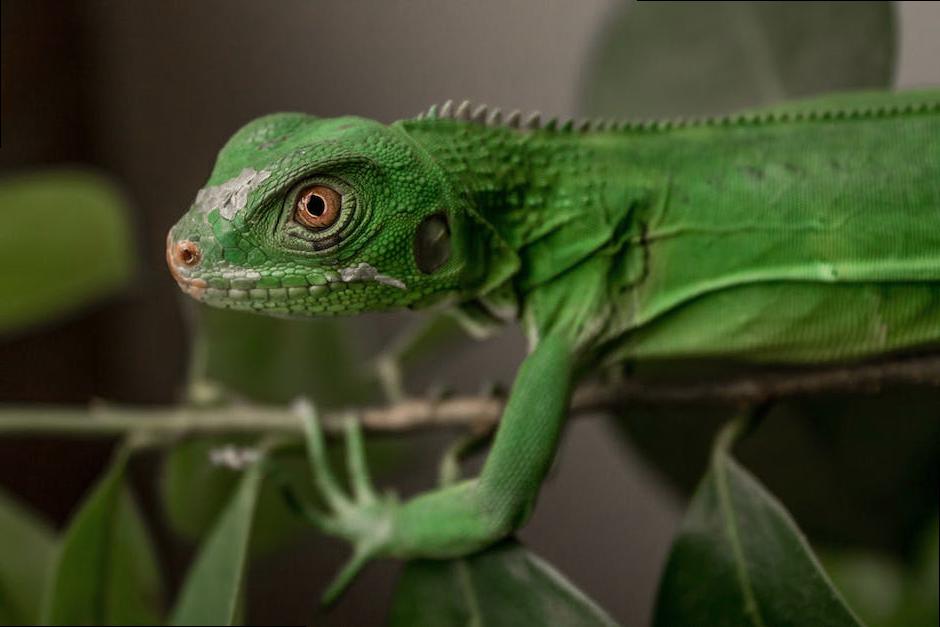 Exploring the Benefits and Drawbacks of Owning an Exotic Pet-2