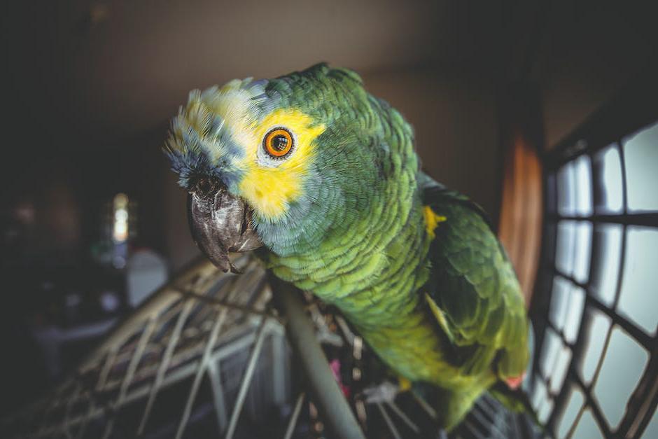Exploring the Safety Risks of Keeping Exotic Pets-2
