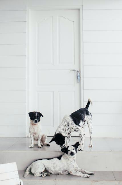 Finding the Right Home for Your Pet: What Size Should You Look For?