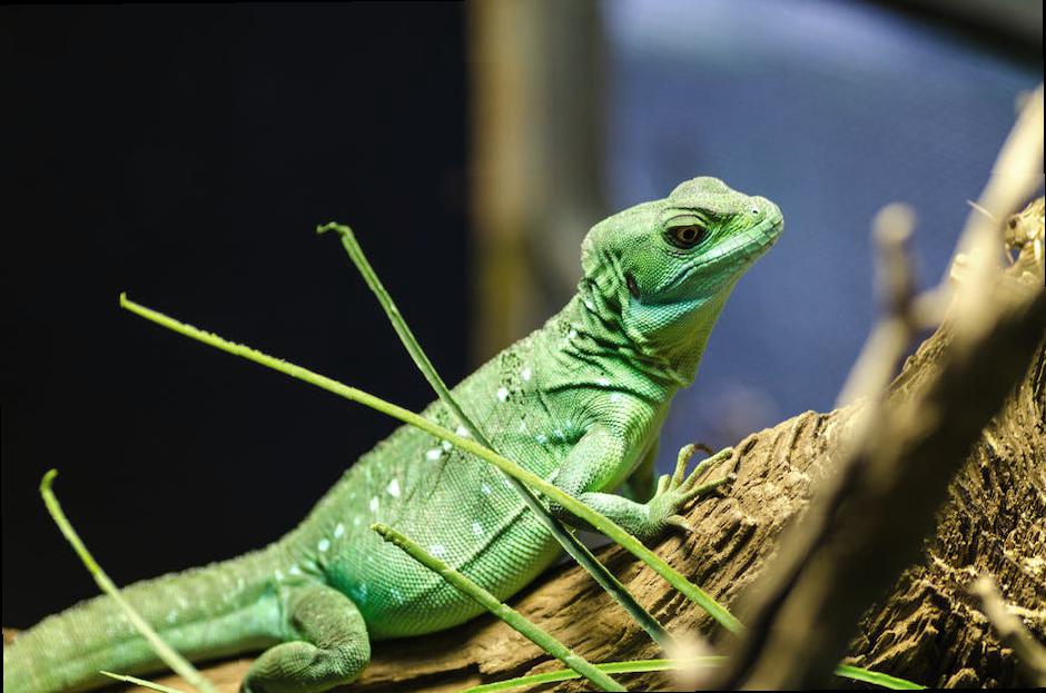 The Must-Have Accessories for Exotic Pets-4