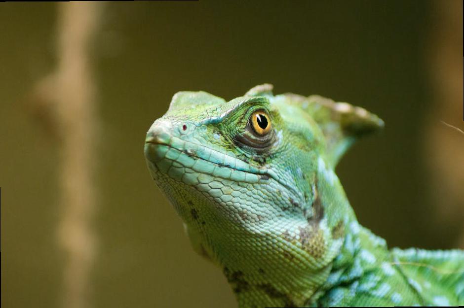Uncovering the Most Popular Exotic Pet: What to Know Before You Buy