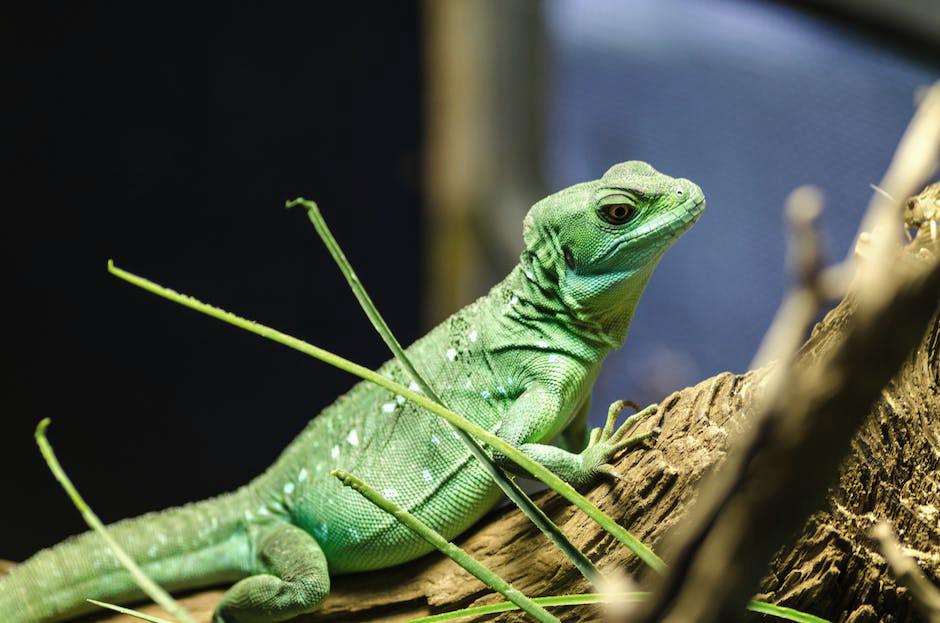 Understanding the Rules and Regulations of Exotic Pet Ownership-2
